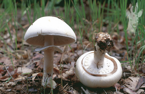 Agaricus arvensis