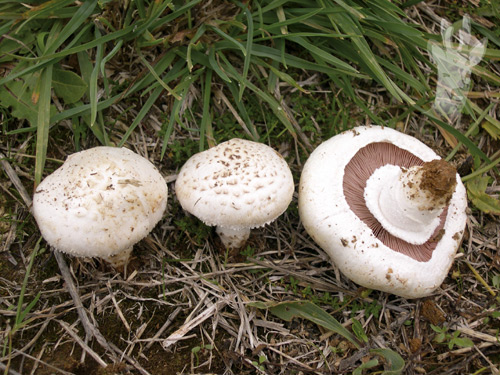Agaricus campestris