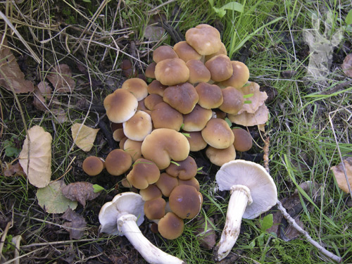 Agrocybe aegerita