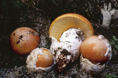 Amanita caesarea