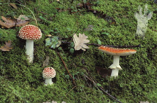 Amanita muscaria