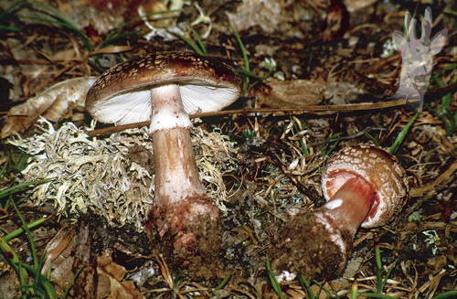 Amanita rubescens