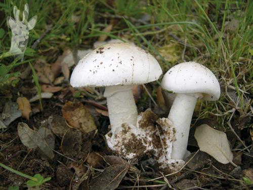 Amanita verna