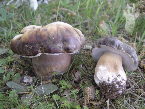 Boletus aereus