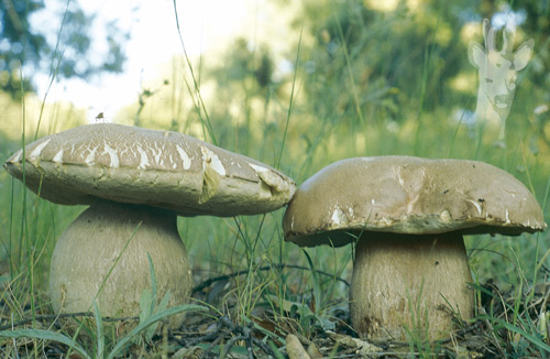 Boletus aestivalis