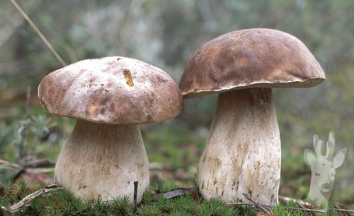 Boletus edulis