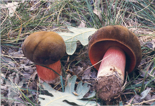 Boletus erythropus