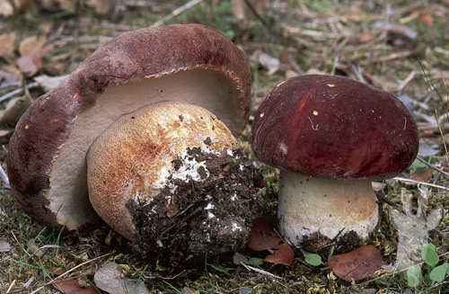 Boletus pinophilus