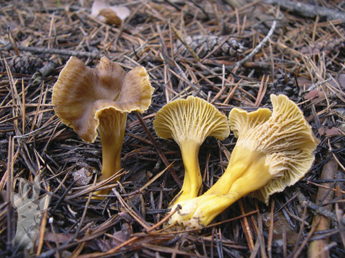 Cantharellus tubaeformis