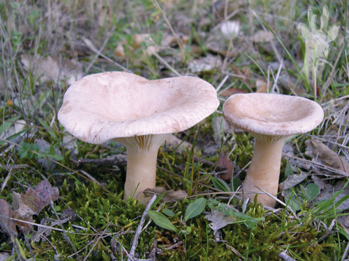 Clitocybe geotropa