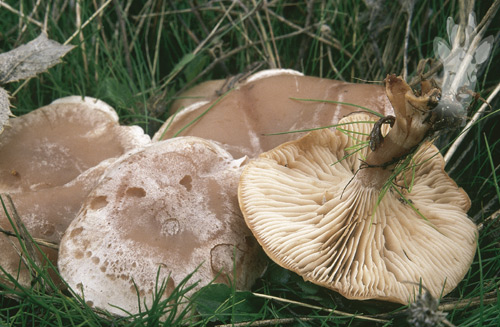 Clitocybe rivulosa