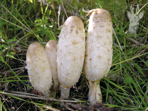 Coprinus comatus