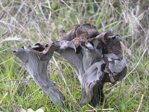 Craterellus cornucopioides