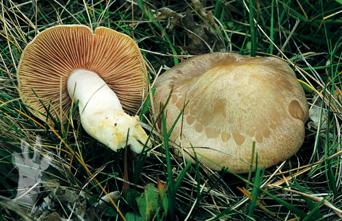 Entoloma lividum