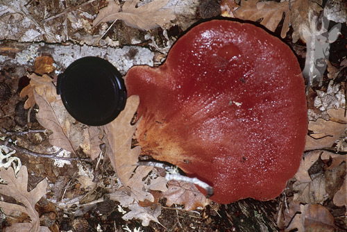 Fistulina hepatica