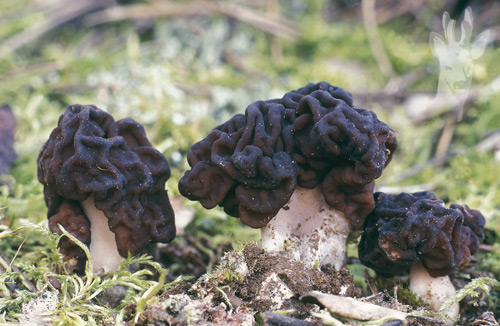 Gyromitra esculenta