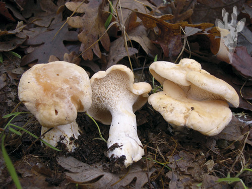 Hydnum repandum