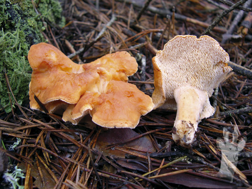 Hydnum rufescens