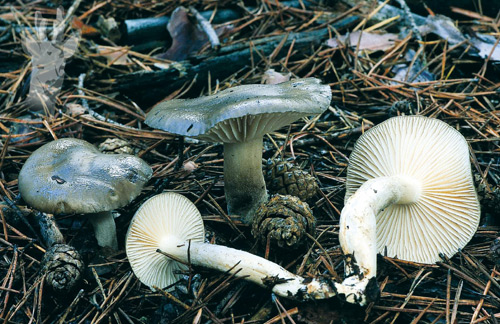 Hygrophorus agathosmus