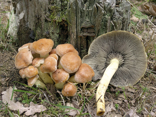 Hypholoma fasciculare