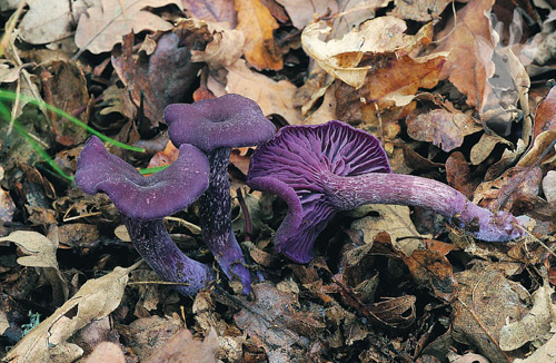 Laccaria amethystina