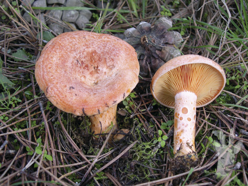 Lactarius deliciosus