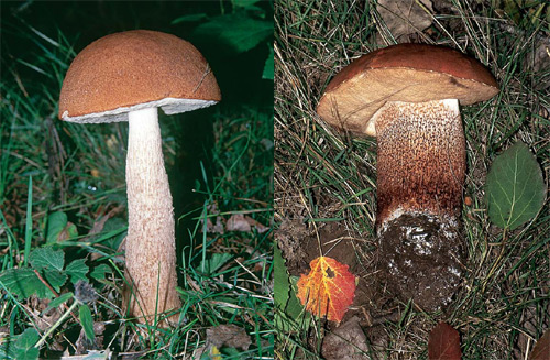 Leccinum aurantiacum