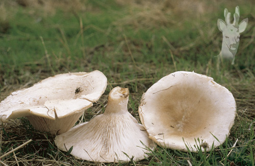 Leucopaxillus candidus