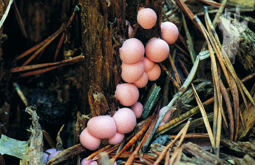 Lycogala epidendrum