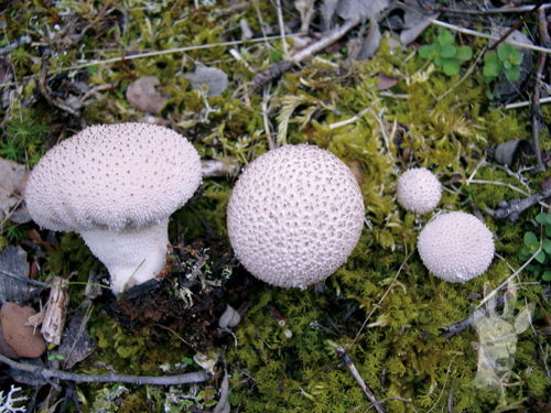 Lycoperdon perlatum
