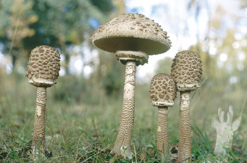 Macrolepiota procera