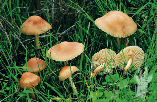 Marasmius oreades