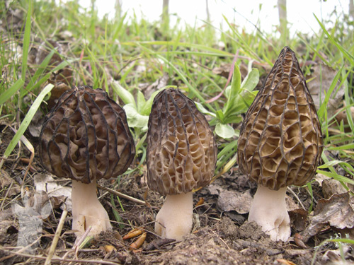 Morchella conica