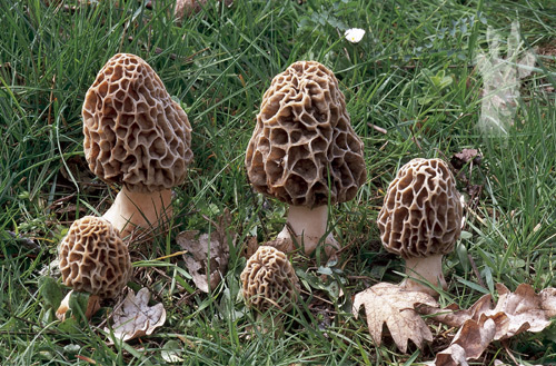 Morchella esculenta