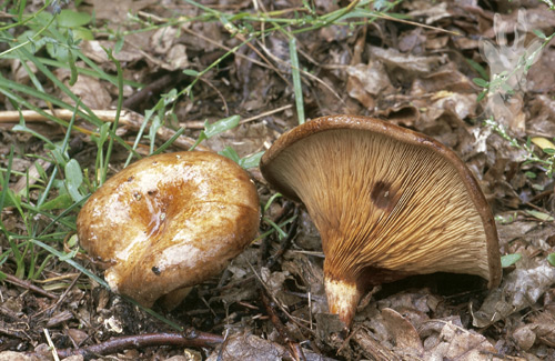 Paxillus involutus
