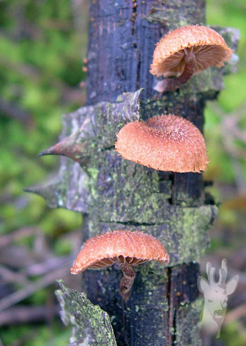 Phaeomarasmius erinaceus