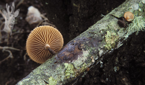 Phaeomarasmius erinaceus
