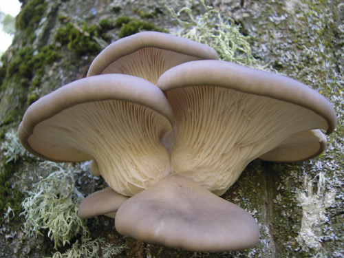 Pleurotus ostreatus