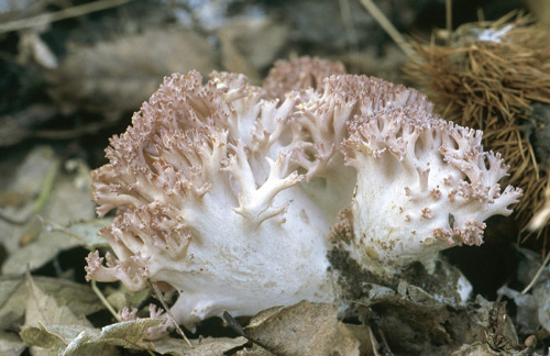 Ramaria botrytis