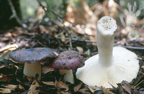 Russula cyanoxantha