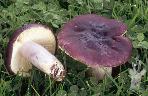 Russula sardonia