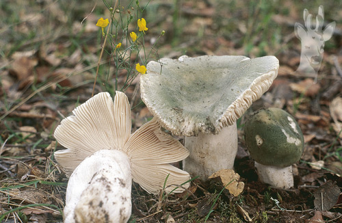Russula virescens