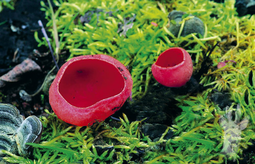 Sarcoscypha coccinea