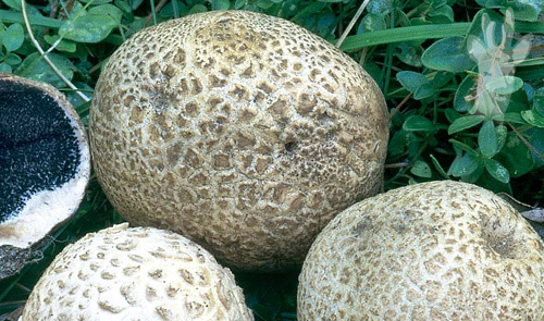 Detalle de Scleroderma citrinum