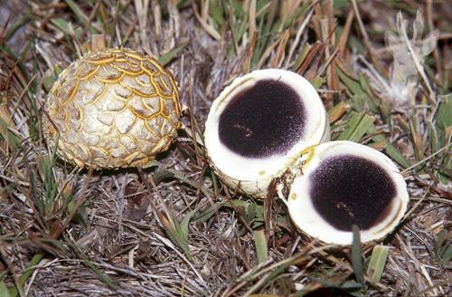 Scleroderma citrinum