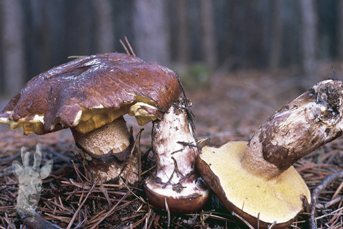 Suillus luteus