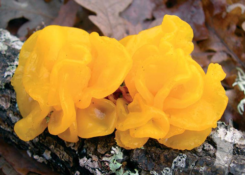 Tremella mesenterica