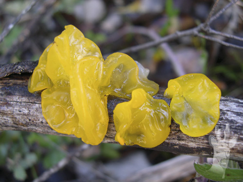 Tremella mesenterica