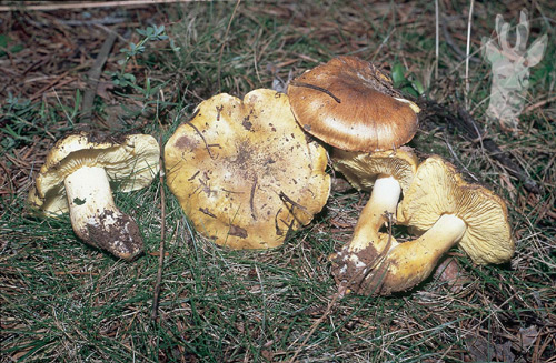 Tricholoma equestre