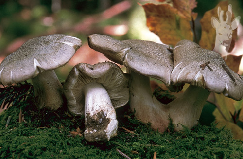 Tricholoma pardinum